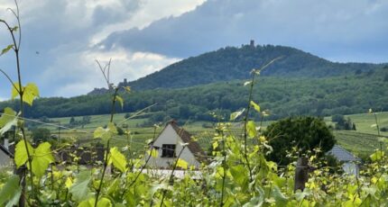 Bergheim Maison neuve - 2164168-9613annonce220250521GrX8H.jpeg Maisons Néo