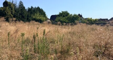 Schnersheim Maison neuve - 2660904-11920annonce120260826R5fVu.jpeg Maisons Néo